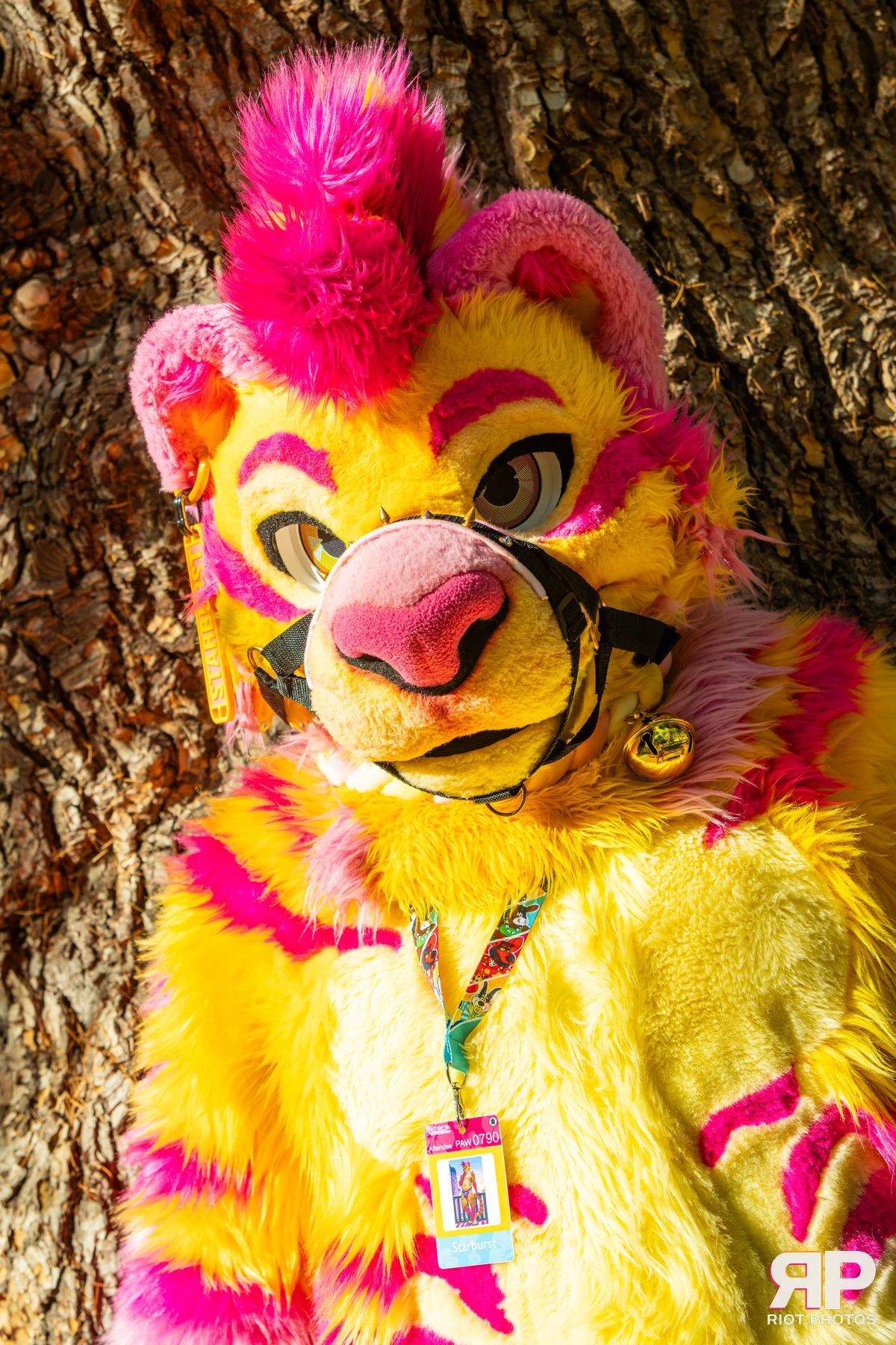 Starburst / Grumpy - furry & pup photography by Fluffy Riot - photo 32