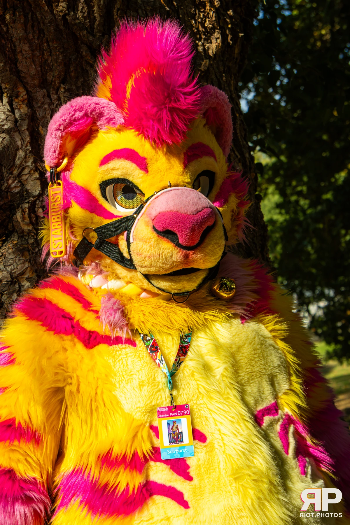 Starburst / Grumpy - furry & pup photography by Fluffy Riot - photo 31