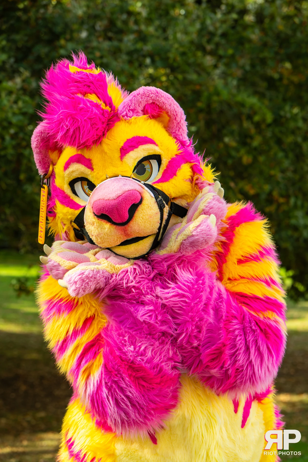Starburst / Grumpy - furry & pup photography by Fluffy Riot - photo 27
