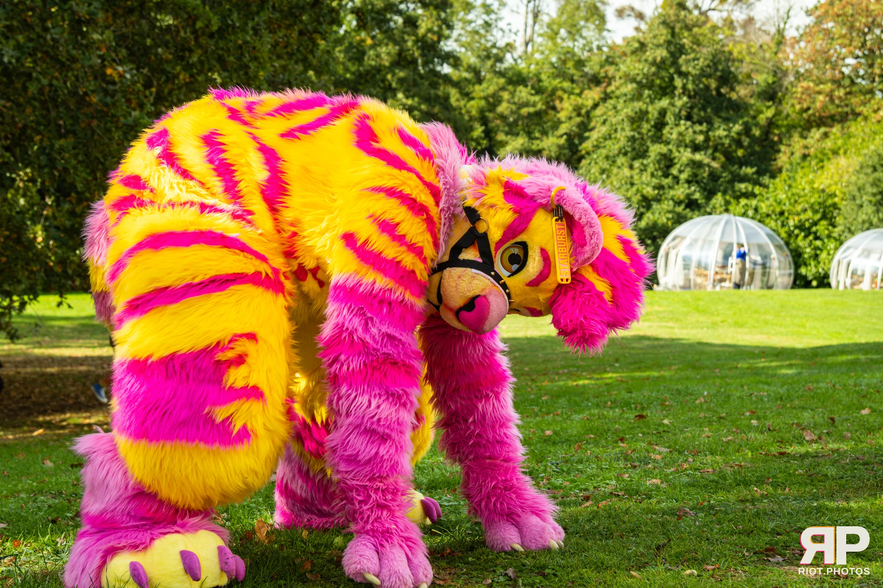 Starburst / Grumpy - furry & pup photography by Fluffy Riot - photo 24