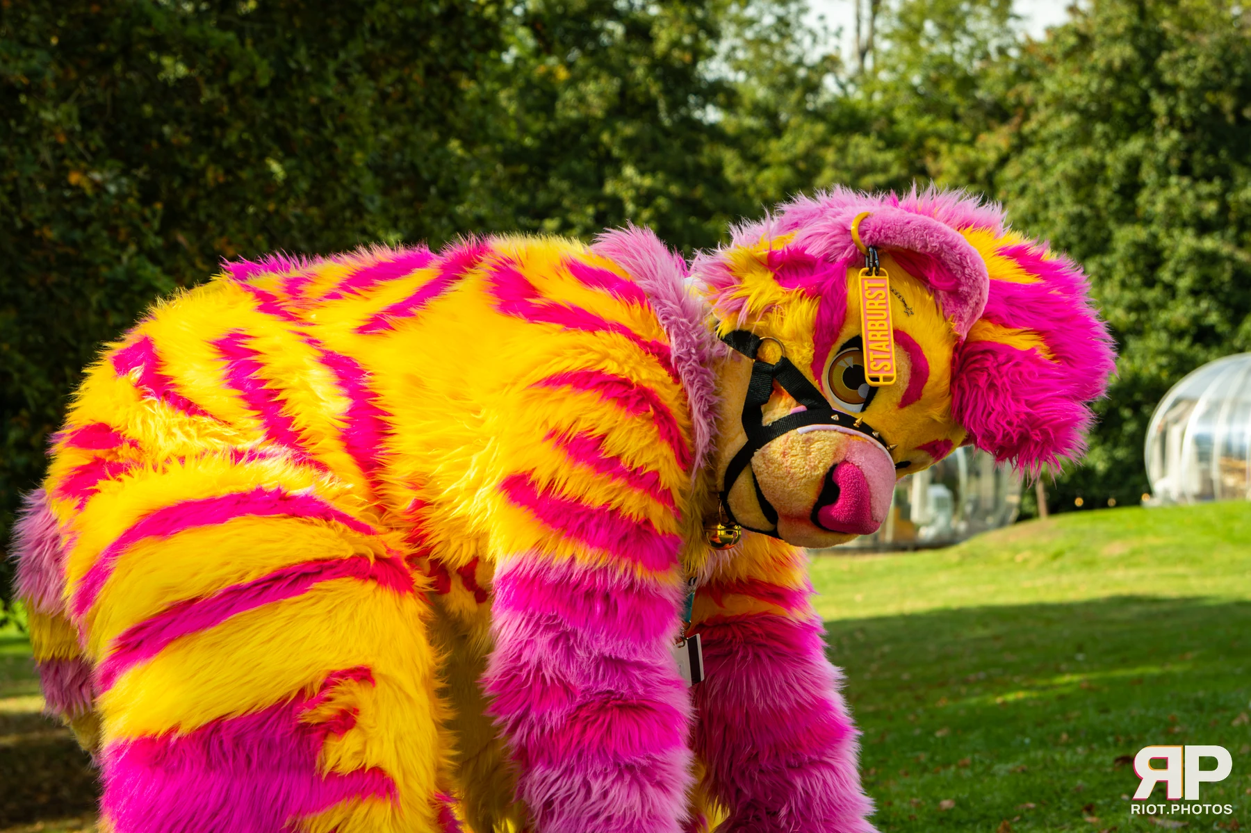 Starburst / Grumpy - furry & pup photography by Fluffy Riot - photo 23