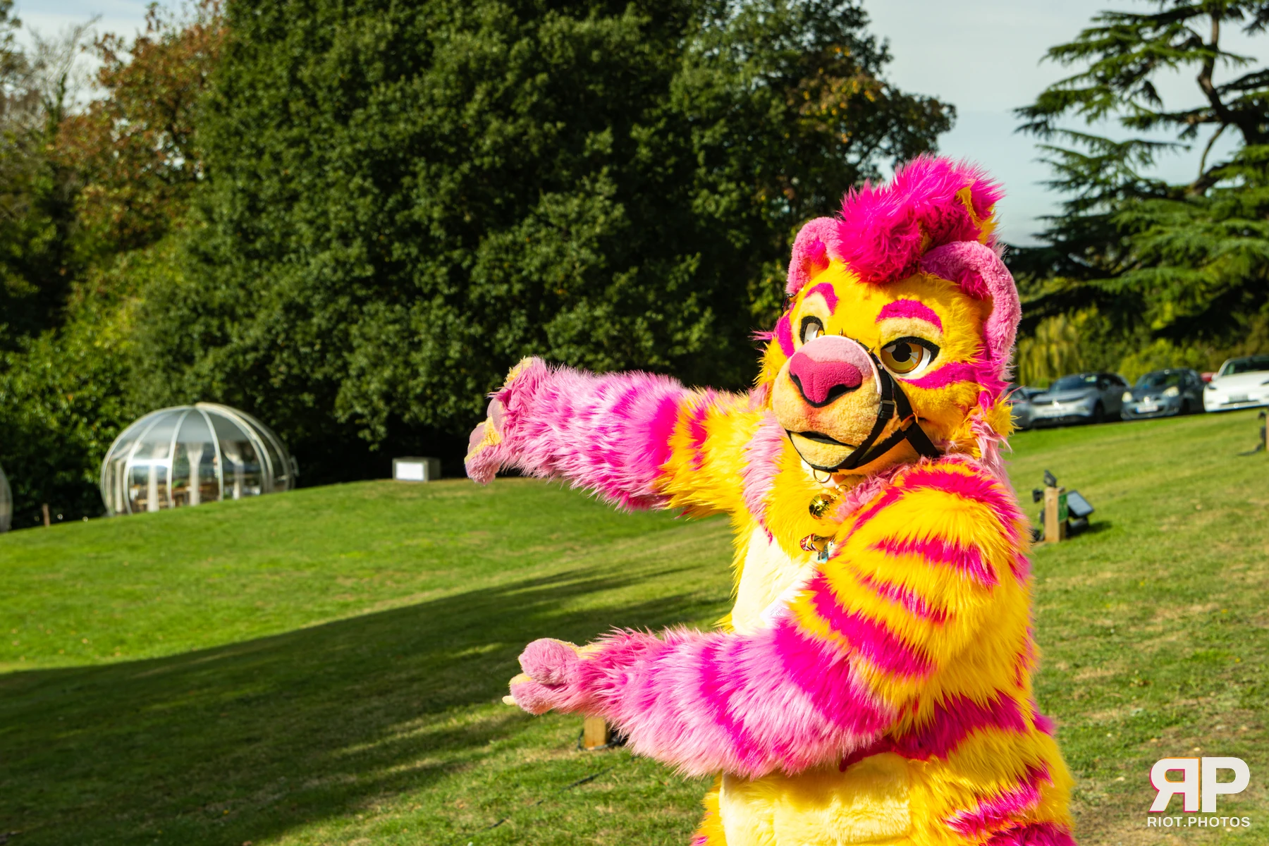 Starburst / Grumpy - furry & pup photography by Fluffy Riot - photo 20