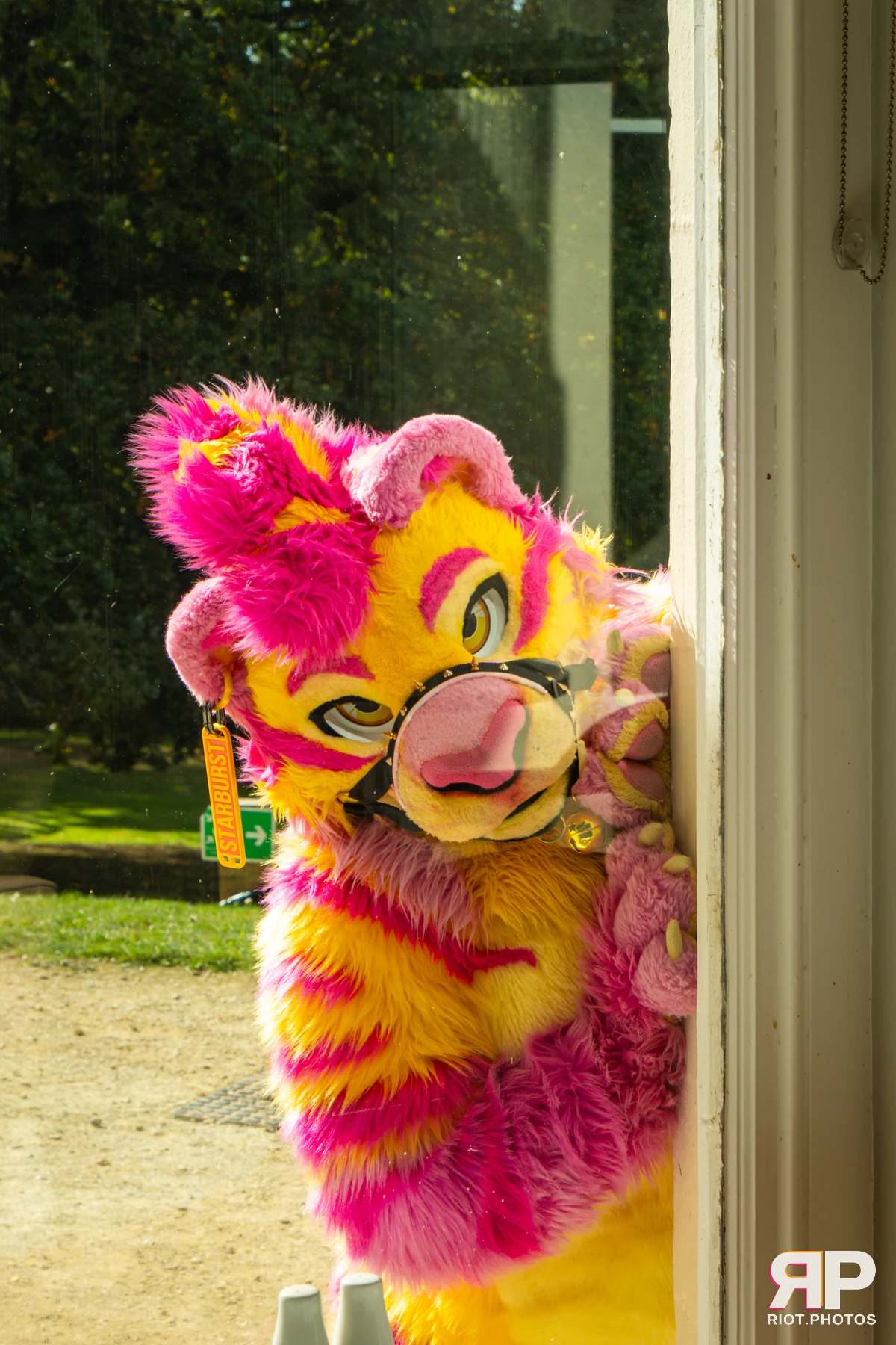 Starburst / Grumpy - furry & pup photography by Fluffy Riot - photo 18