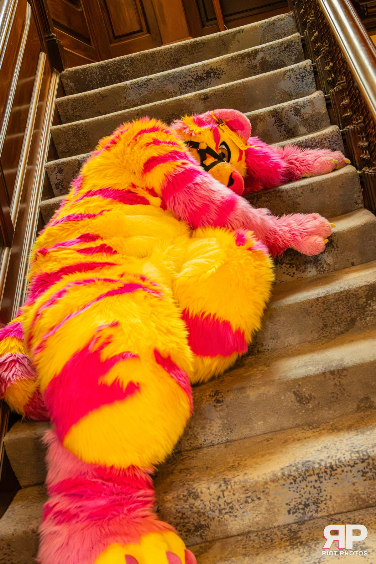 Starburst / Grumpy - furry & pup photography by Fluffy Riot - photo 16