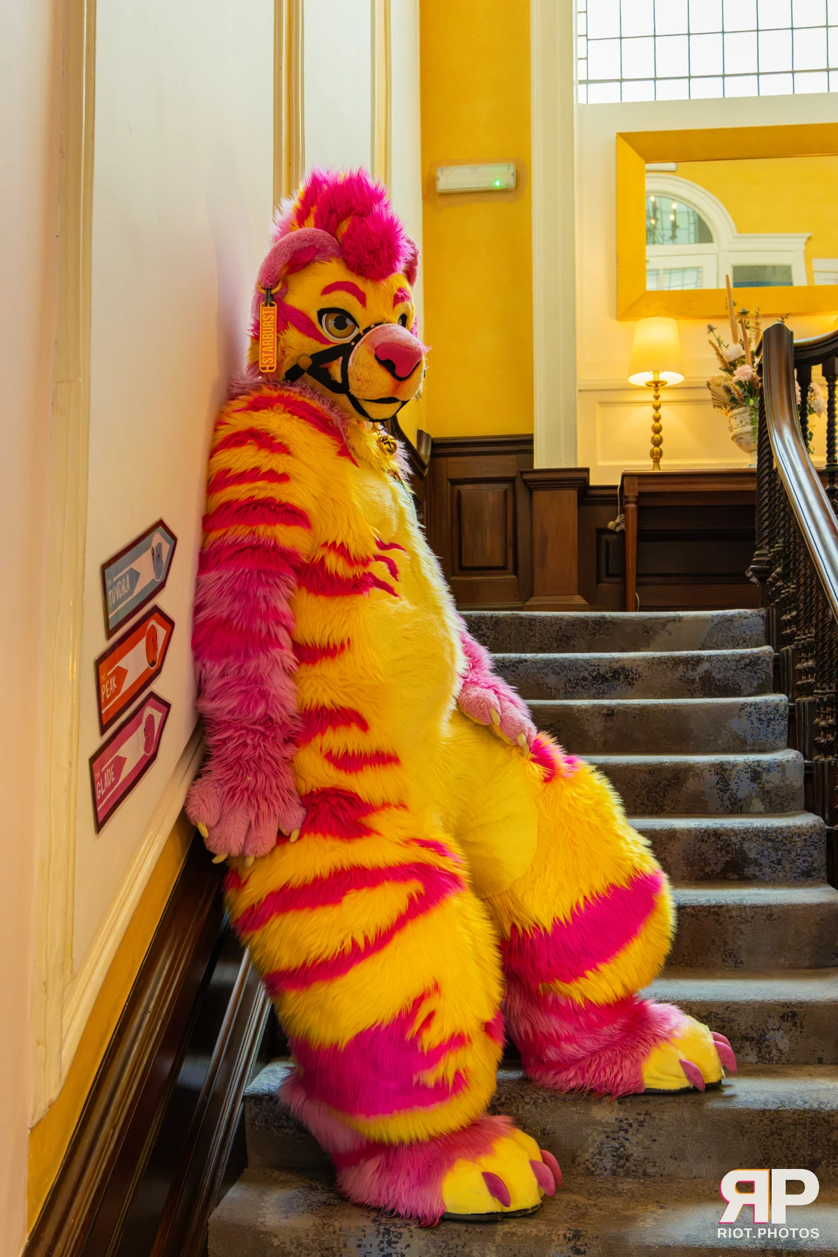 Starburst / Grumpy - furry & pup photography by Fluffy Riot - photo 15
