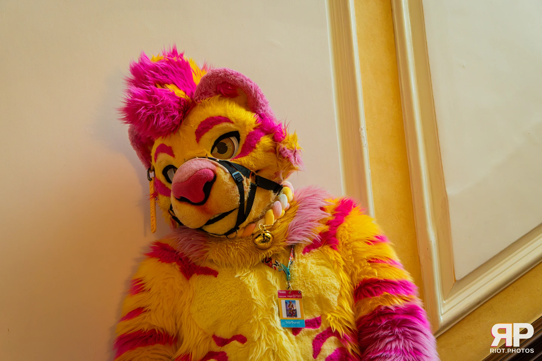 Starburst / Grumpy - furry & pup photography by Fluffy Riot - photo 14