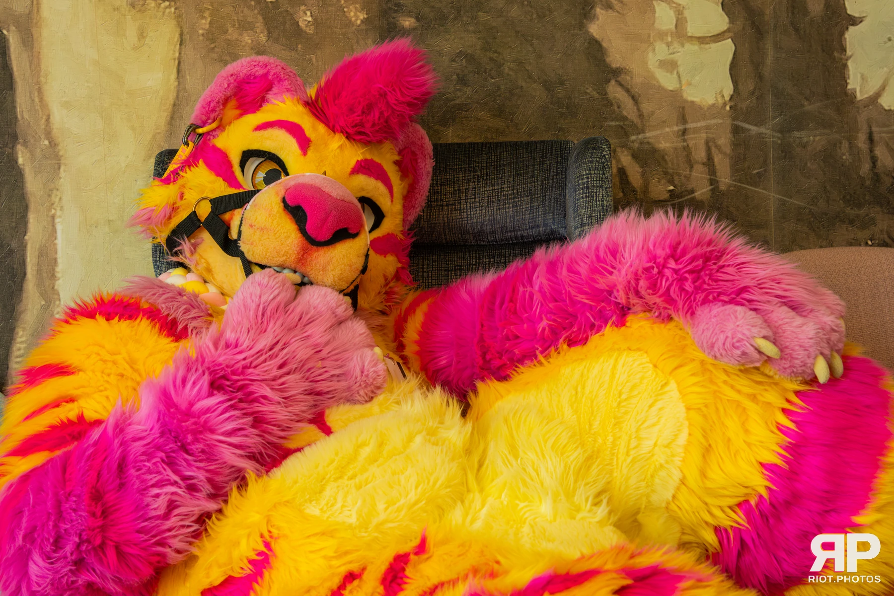 Starburst / Grumpy - furry & pup photography by Fluffy Riot - photo 10