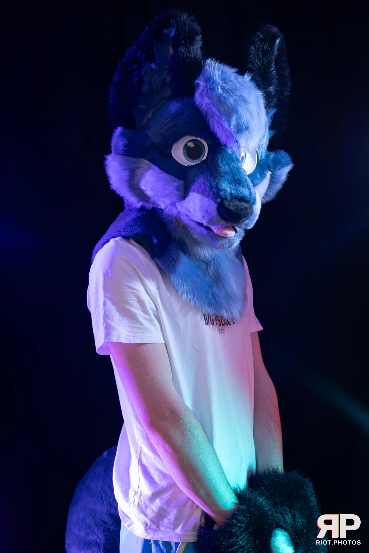 Zaff — furry & pup photography by Fluffy Riot — photo 20