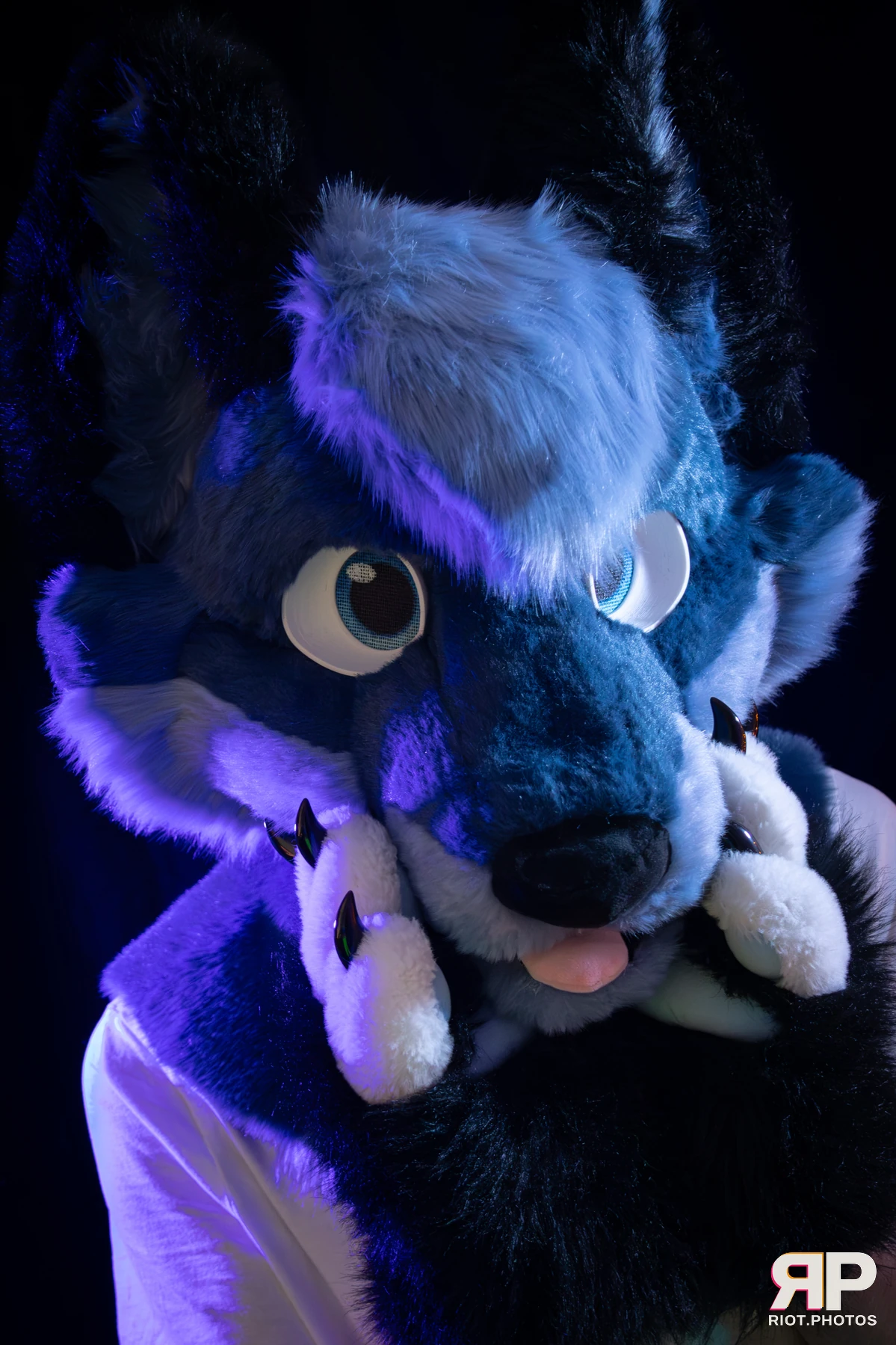 Zaff — furry & pup photography by Fluffy Riot — photo 25