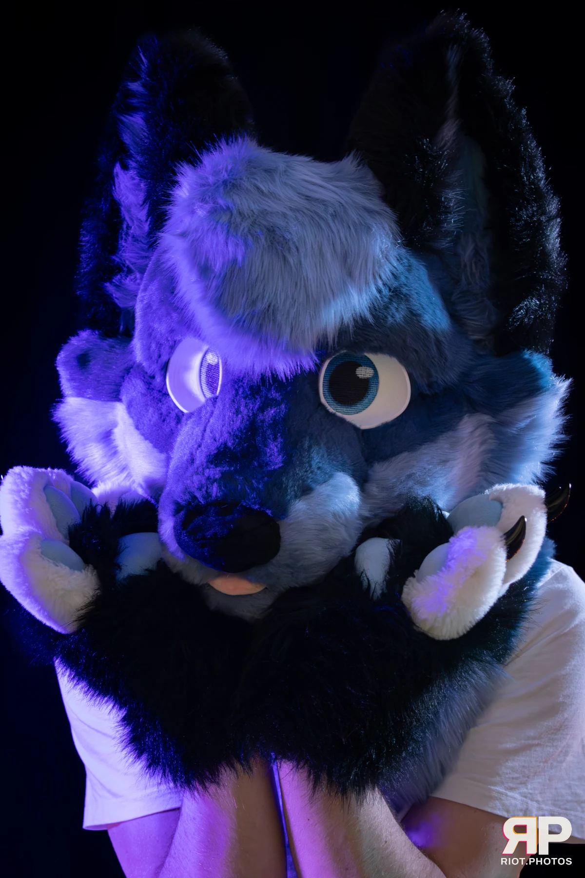 Zaff — furry & pup photography by Fluffy Riot — photo 26