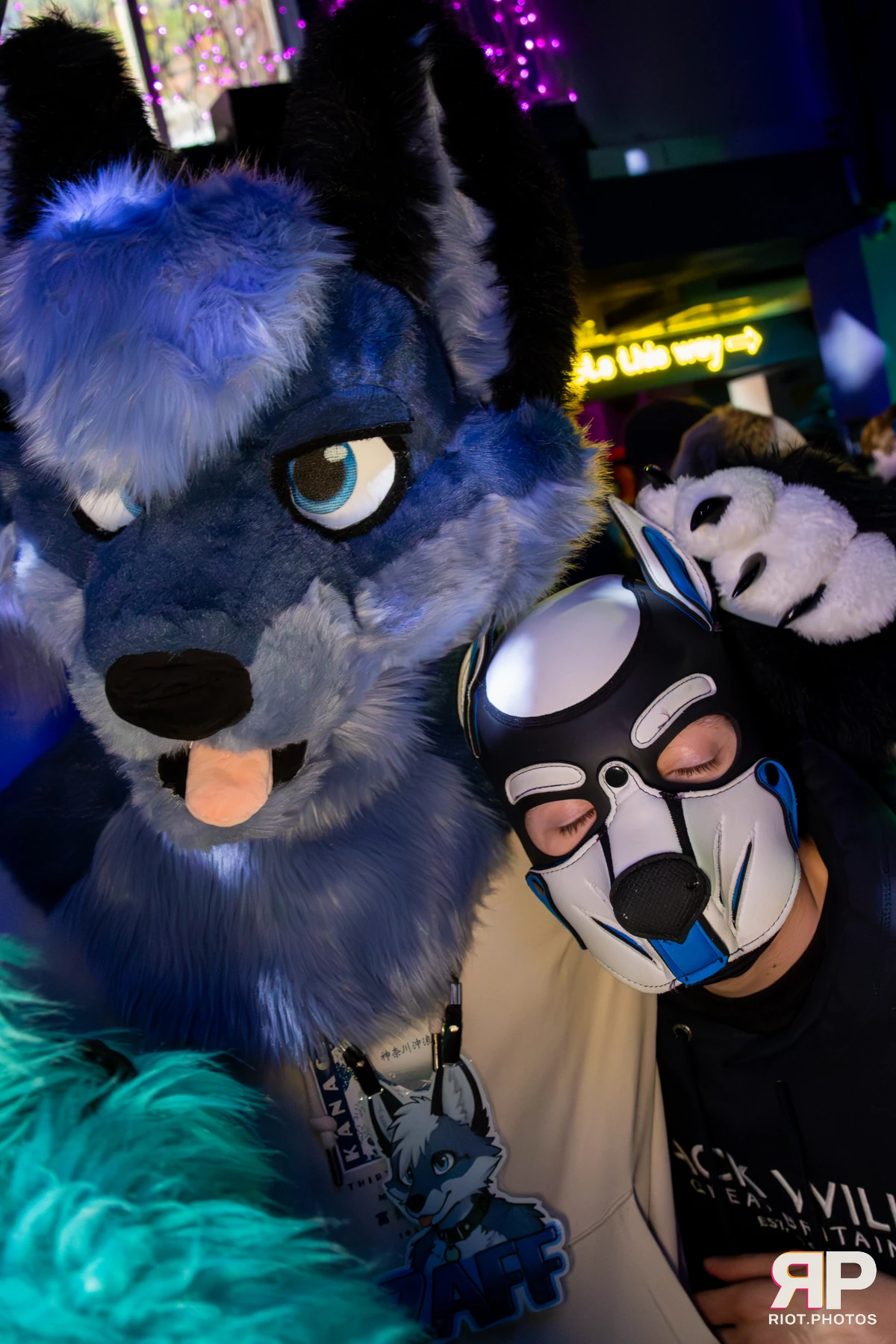 Zaff — furry & pup photography by Fluffy Riot — photo 6