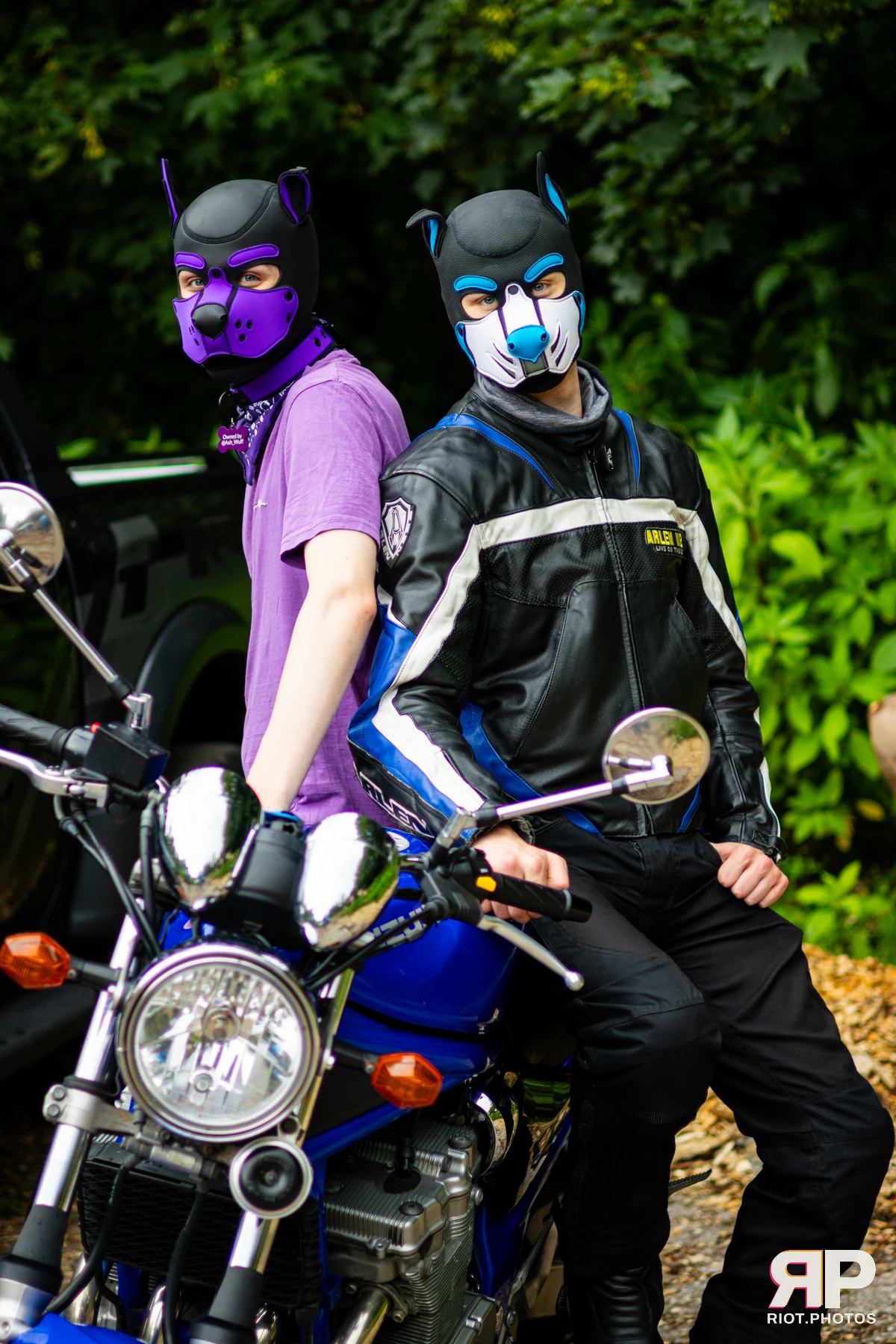 Mosaic Fox — furry & pup photography by Fluffy Riot — photo 21