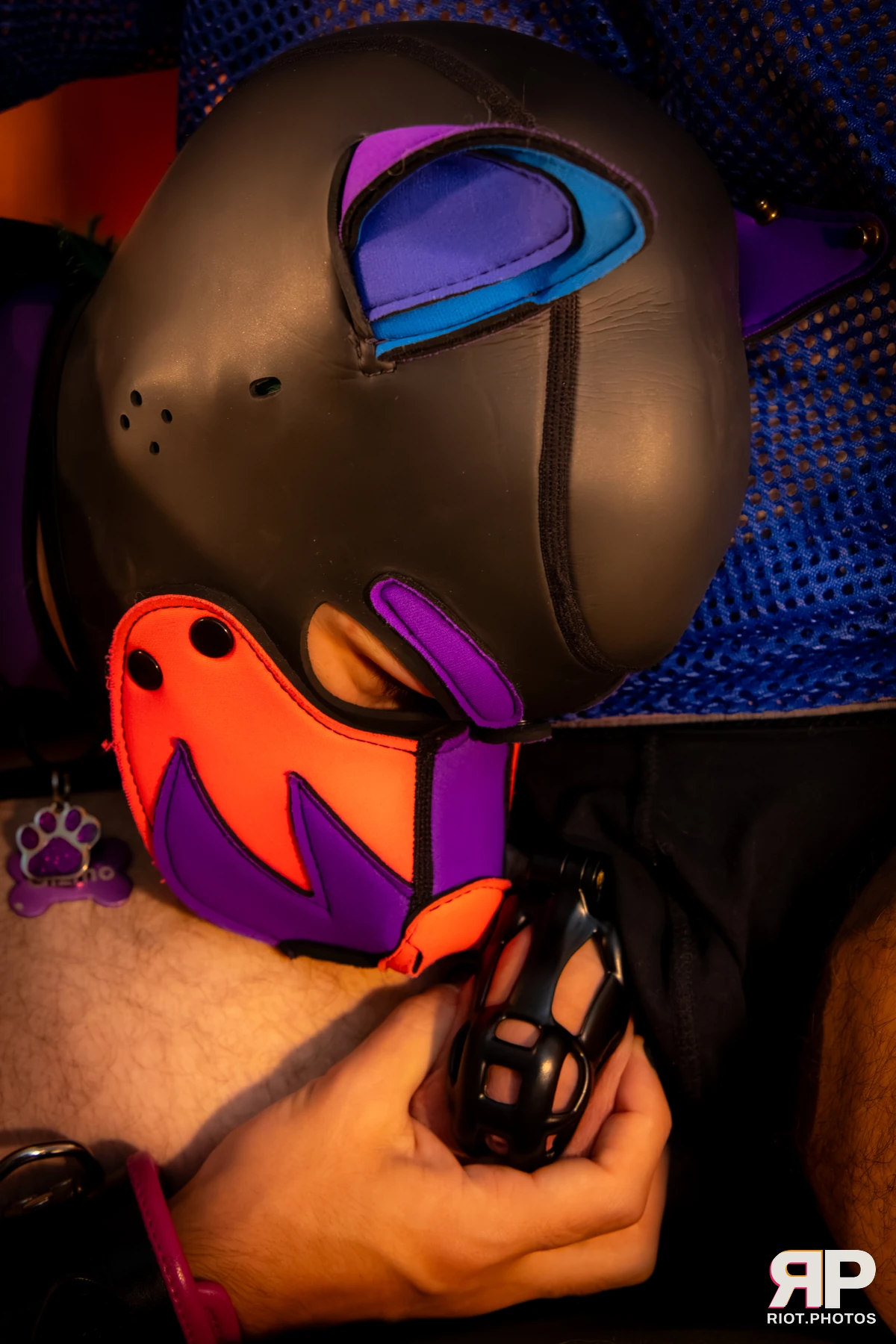Doggy Weekend 2026 - 18 Oct 2026, Fluffy Riot photography - photo 492